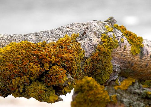  flotsam and jetsam no8