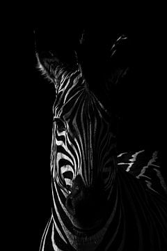 Zebra van Aniek - Through Blue eyes