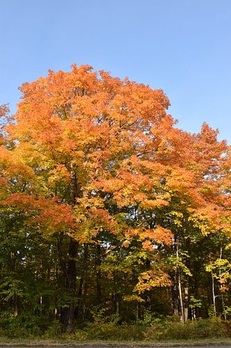 Ein Ahornwald im Herbst