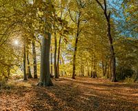 Foret aux couleurs de l'automne sur le domaine Vogelenzang, Vogelenzang, , Noord-Holland, Pays-Bas