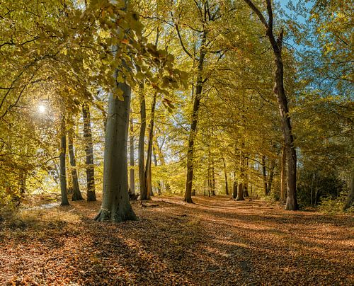 Boslaan in herfstkleuren op landgoed Vogelenzang, Vogelenzang, , Noord-Holland, Nederland