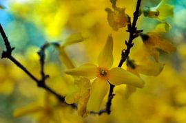 Forsythia von Martine Affre Eisenlohr