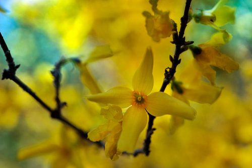 Forsythia