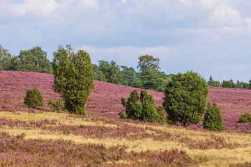 Heath landscape, Heiede blossom, Niederhaverbeck, Lüneburg Heath, Germany