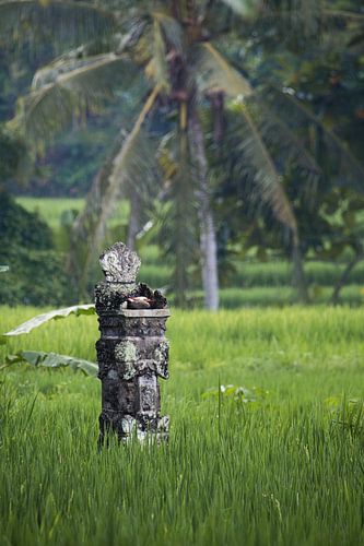 Hindoetempel in rijstveld