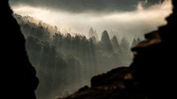 Through the trees you see the light