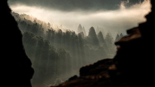 Through the trees you see the light