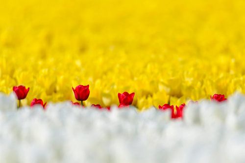 Tulpen in wit rood en geel