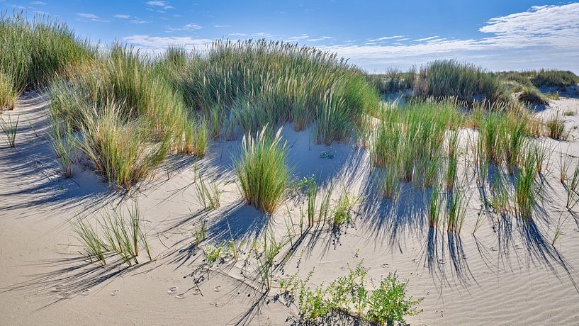Küste mit blühendem Strandhafer von eric van der eijk