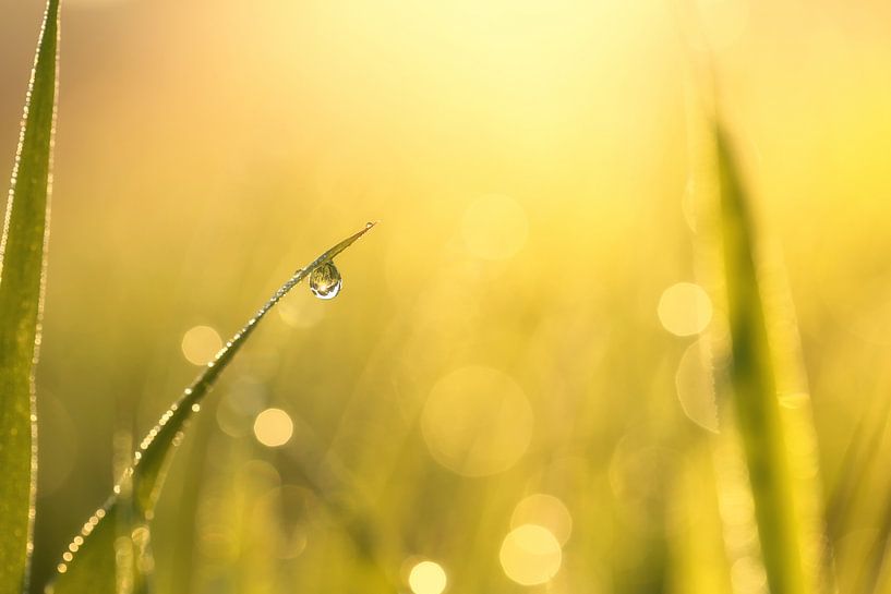 Morning jewel by LHJB Photography