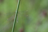 Stachelschwanzlibelle