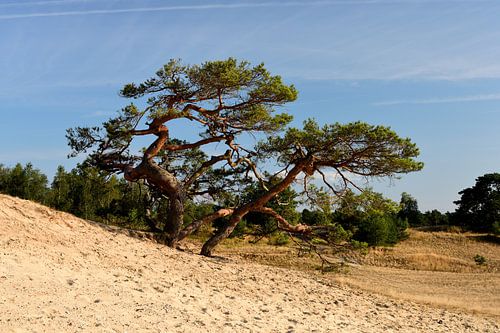 Een grove den aan de rand van een zandverstuiving