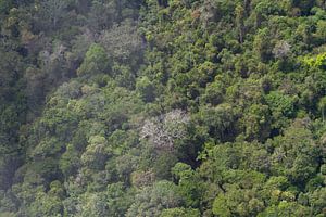 Tropischer Regenwald von Suriname