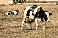 Zwartbont Koeien in de Weiland Sepia van Hendrik-Jan Kornelis thumbnail