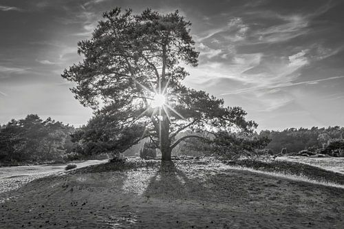Den with Sunburst Drouwenerzand in black and white