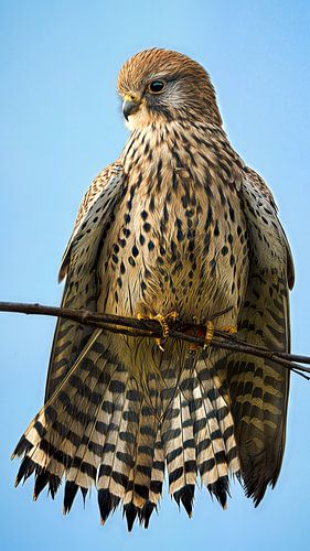 Goldenes Licht – Turmfalke