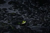 La grenouille verte - Le silence dans le marais