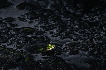 Der grüne Frosch | Stille im Sumpf