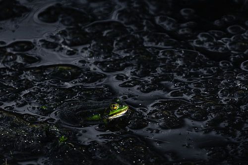 De Groene Kikker | Stilte in het Moeras van Bob Mans