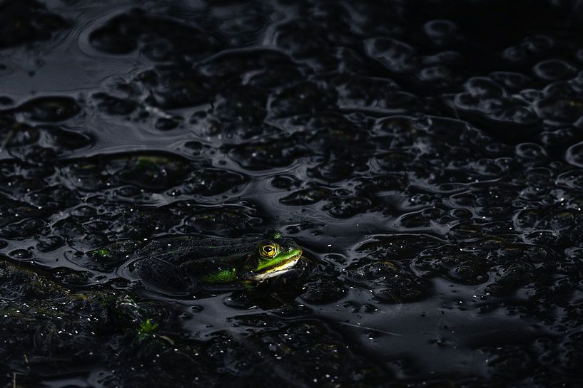 Der grüne Frosch | Stille im Sumpf von Bob Mans