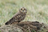 Short eared owl von Menno Schaefer Miniaturansicht