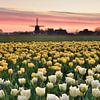 Tulip field with mill by John Leeninga