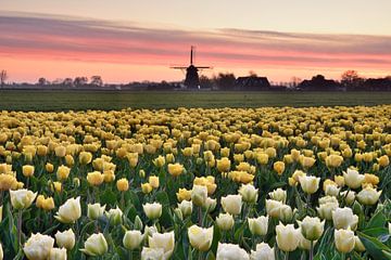 Tulip field with mill
