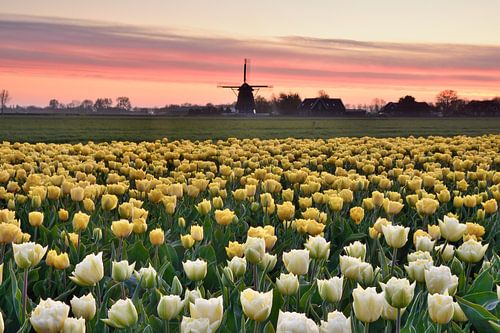 Tulpenveld met molen