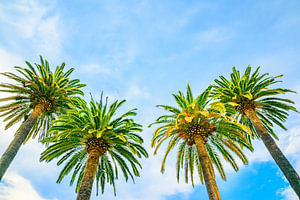 Exotic palm trees during summer