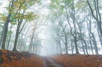Misty beech avenue