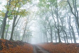 Misty beech avenue von Friso Schinkel