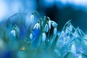 Perce-neige dansant