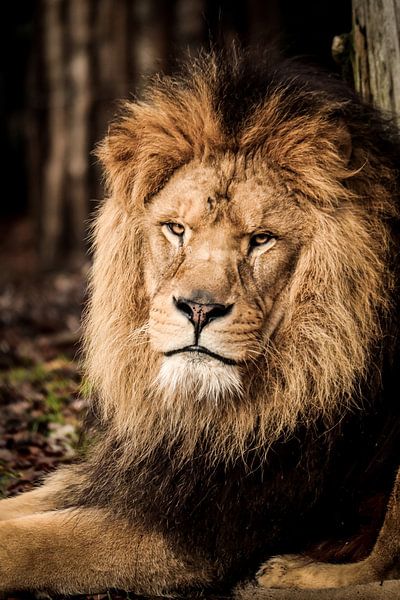 A male lion by Design Wall Arts
