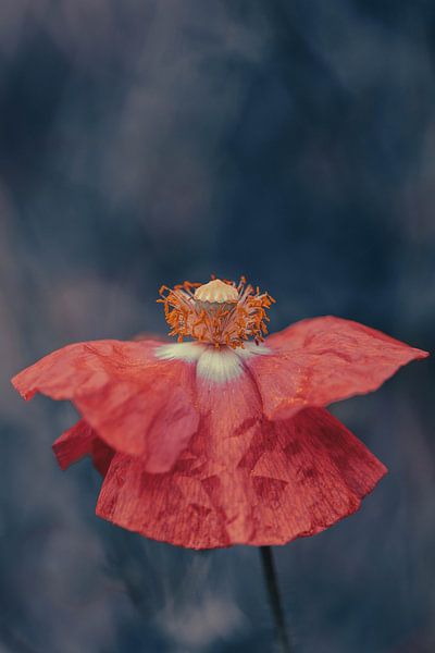 coquelicot ouvert par Ribbi