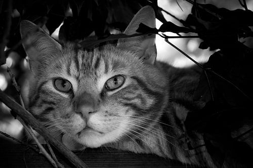 kater in zwartwit in de boom