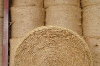 Hay