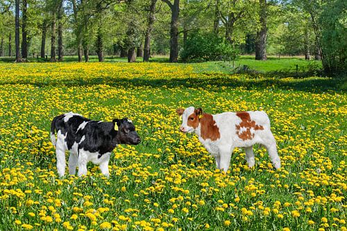 Two newborn calves stand in meadow with blooming yellow dandelions