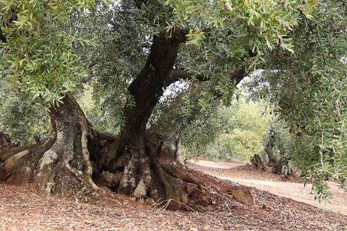 Olijvenpad in Andalusië.