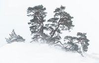 Winter storm