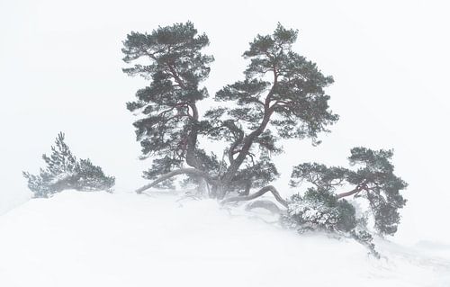 Wintersturm