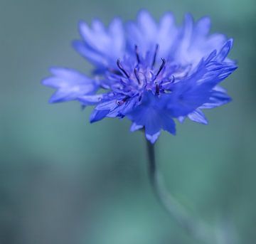 Blue cornflower by MY Scholtmeijer