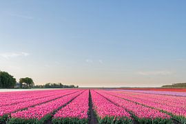 Fields of blooming colorful tulips during sunset in Holland by Sjoerd van der Wal Photography