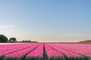 Felder von blühenden rosa, roten und gelben Tulpen während des Sonnenuntergangs in Holland von Sjoerd van der Wal Fotografie