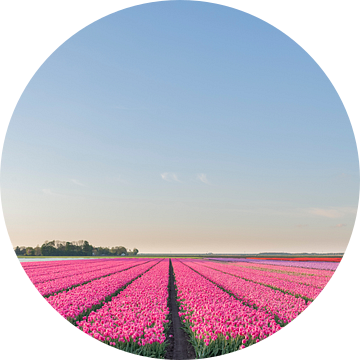 Veld met bloeiende Tulpen in Flevoland tijdens zonsondergang van Sjoerd van der Wal Fotografie