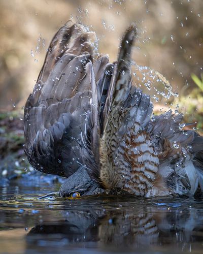 DIVING SPARROWHAWK MALE