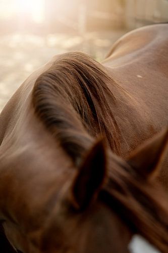 Paard Zacht Zonlicht op Bruine Paardenvacht