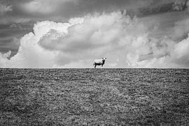 Sheep on the lookout | Netherlands | Black-and-white photography
