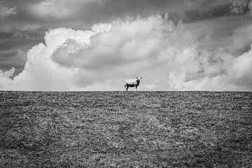Mouton à l'affût | Pays-Bas | Photographie en noir et blanc sur Diana van Neck Photography
