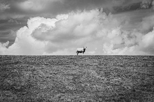 Mouton à l'affût | Pays-Bas | Photographie en noir et blanc