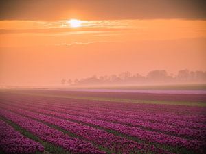 Tulpen im Nebel